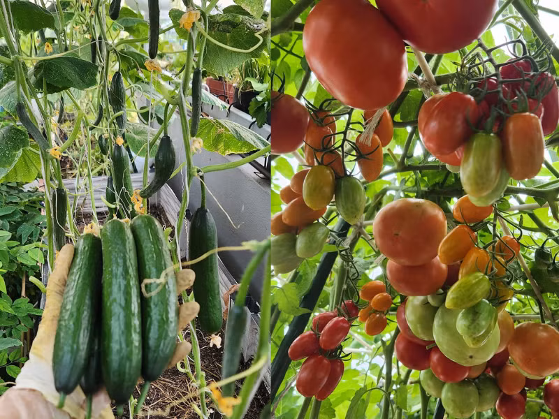 "Trồng cây cũng nhọc lắm mọi người ạ, nhưng mỗi khi thu hoạch rổ lớn rổ bé, rồi lại đóng hộp đi tặng những người thân thương, trong lòng thấy vui hẳn ra. Rồi các cô trong tổ dân phố, bạn bè, người thân, cả các em nhỏ mẫu giáo đến xin tham quan chụp ảnh, tự nhiên cảm thấy tự hào bản thân mình ghê" - Chủ khu vườn nhỏ này chia sẻ.