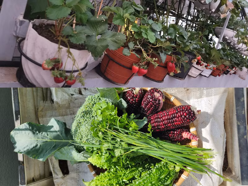 Để có thể tận dụng được khoảng sân thượng, "mẹ đảm" trồng rất nhiều loại rau củ cho đến hoa quả vào các chậu cây.