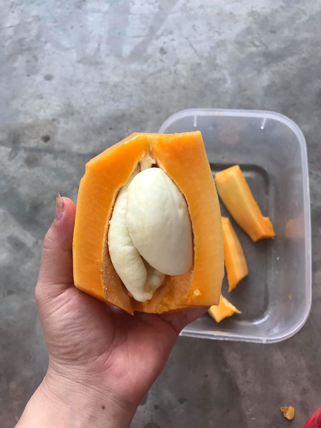 Được biết, đây không phải là lần đầu tiên trong ruột một quả đu đủ xuất hiện phần lõi trắng như vậy. Trên thế giới hay ngay chính Việt Nam cũng từng xuất hiện không ít trường hợp tương tự.