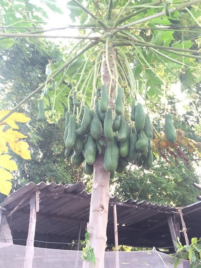 Mới đây, cộng đồng mạng đặc biệt quan tâm đến hình ảnh về cây đu đủ cực dị của một cô gái chia sẻ, và nó bỗng nhiên trở thành đề tài bàn tán của nhiều người.