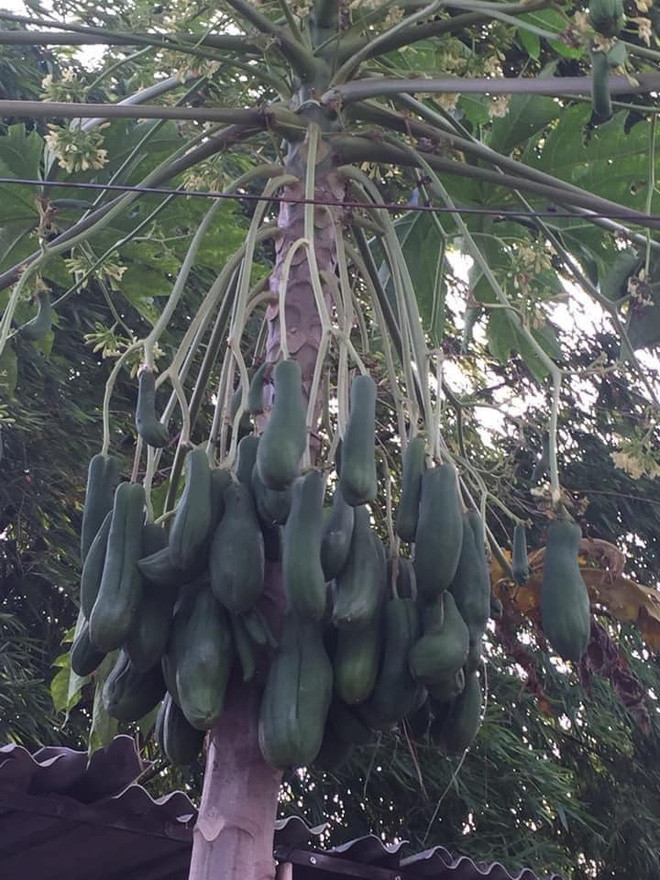 Theo lời cô gái kể, cây đu đủ nhà cô trồng mùa đầu không ra quả. Ấy thế nhưng sang năm thứ 2, cây bỗng ra nhiều quả một cách bất ngờ.