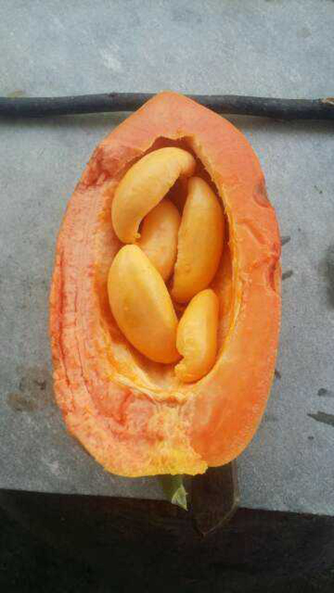 Tuy nhiên, theo như lời chủ nhân của nó chia sẻ thì những quả đu đủ này ăn sẽ có vị nhạt , không được thơm ngon như quả đu đủ bình thường.