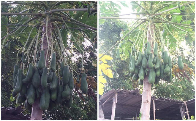 Cây bình thường thì quả trên 1 cành, cây này lại ra được mấy quả 1 nhánh. Hiện tượng lạ này được dân tình tranh cãi nảy lửa mấy ngày qua. Đặc biệt hơn, hình dáng của quả đu đủ lại giống với nhiều loại quả khác như dưa chuột, bí, mướp cho tới quả bơ...