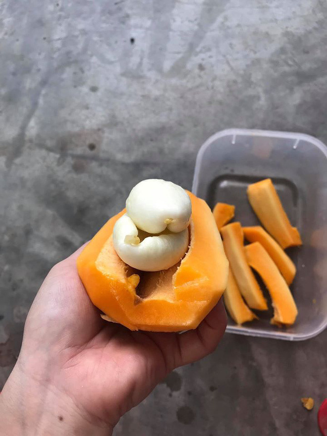 Khác lạ ở quá trình phát triển chưa đủ, đến khi quả chín và hái ăn những quả đu đủ này còn khiến nhiều người cảm thấy khó hiểu khi bổ ra.