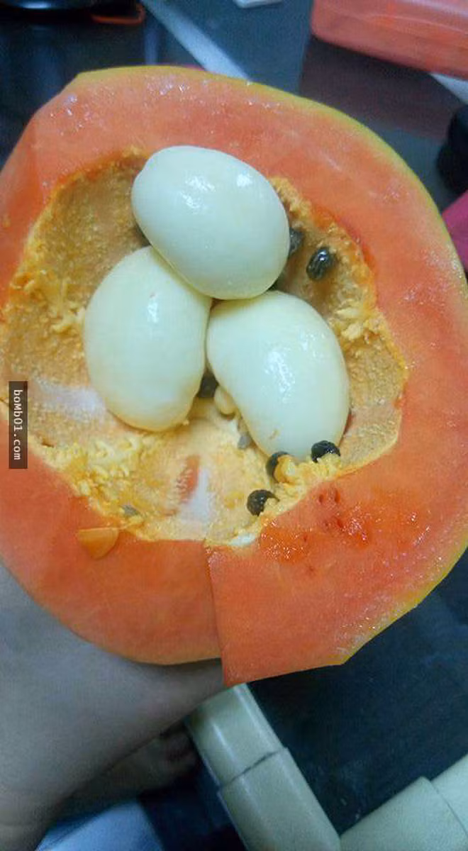 Đây chỉ là sự phát triển bất thường của phôi mầm đu đủ, không ảnh hưởng đến giá trị dinh dưỡng của quả.