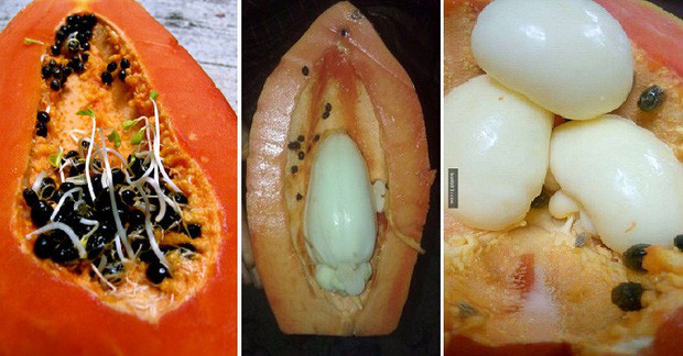 Được biết, phần lõi trắng xuất hiện khó hiểu trong quả đu đủ được gọi là "bào thai" của cây đu đủ nhưng trường hợp này rất hiếm thấy.