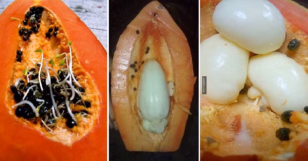 Được biết, phần lõi trắng xuất hiện khó hiểu trong quả đu đủ được gọi là "bào thai" của cây đu đủ nhưng trường hợp này rất hiếm thấy.