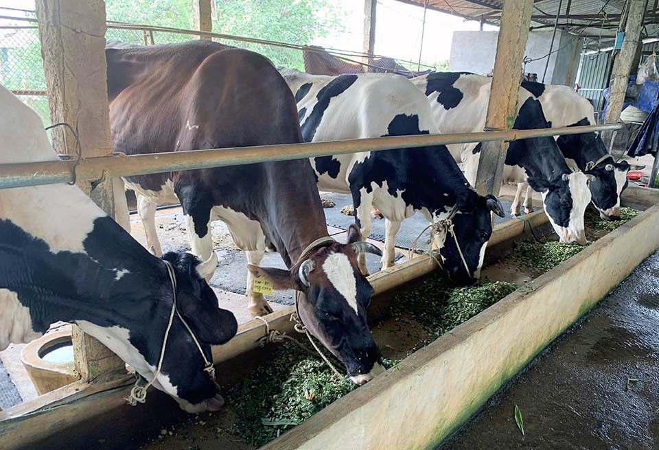 Moi nam chia nhau gan 6.000 ty dong, lang ty phu hiem co Viet Nam-Hinh-3