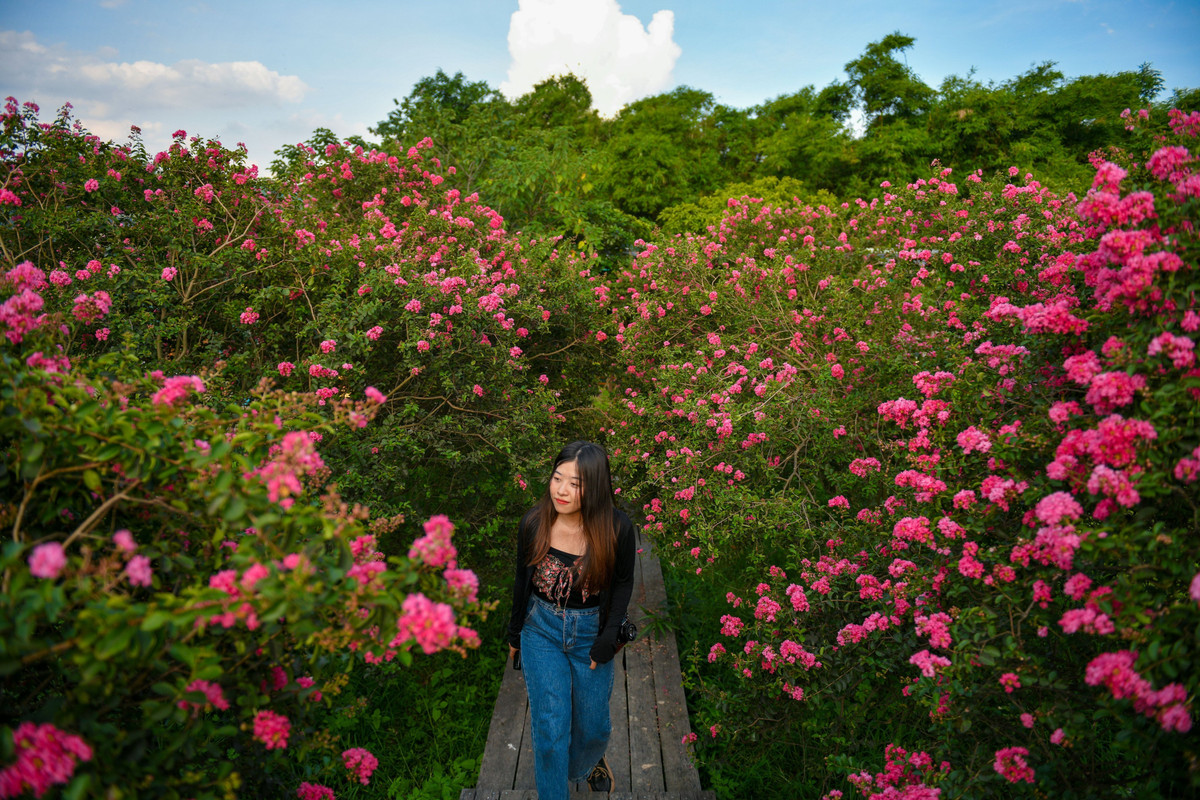 Cứ độ tháng 7 hàng năm, hoa tường vi nở rộ ở Hà Nội thu hút giới trẻ đến chụp ảnh check in.