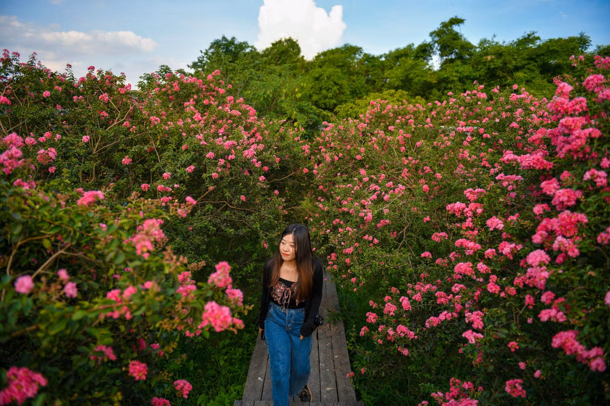 Cứ độ tháng 7 hàng năm, hoa tường vi nở rộ ở Hà Nội thu hút giới trẻ đến chụp ảnh check in.