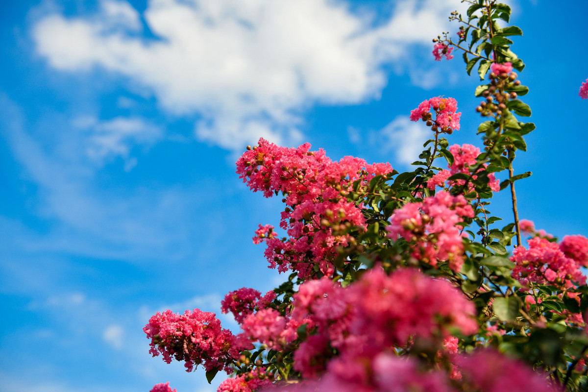 Tường Vi còn được coi là biểu tượng của may mắn, tình yêu và thịnh vượng. Vì vậy, loài hoa này càng được nhiều người yêu thích và mang về nhà trồng.