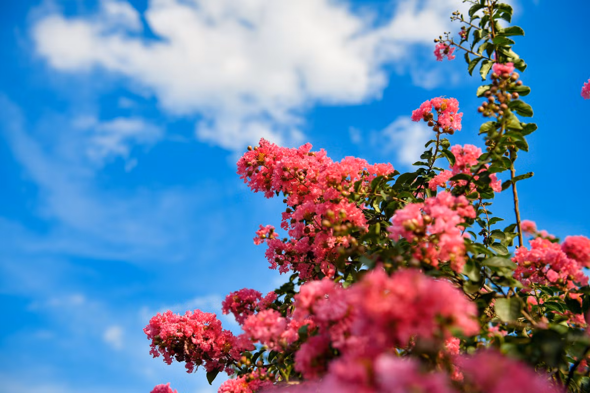 Tường Vi còn được coi là biểu tượng của may mắn, tình yêu và thịnh vượng. Vì vậy, loài hoa này càng được nhiều người yêu thích và mang về nhà trồng.