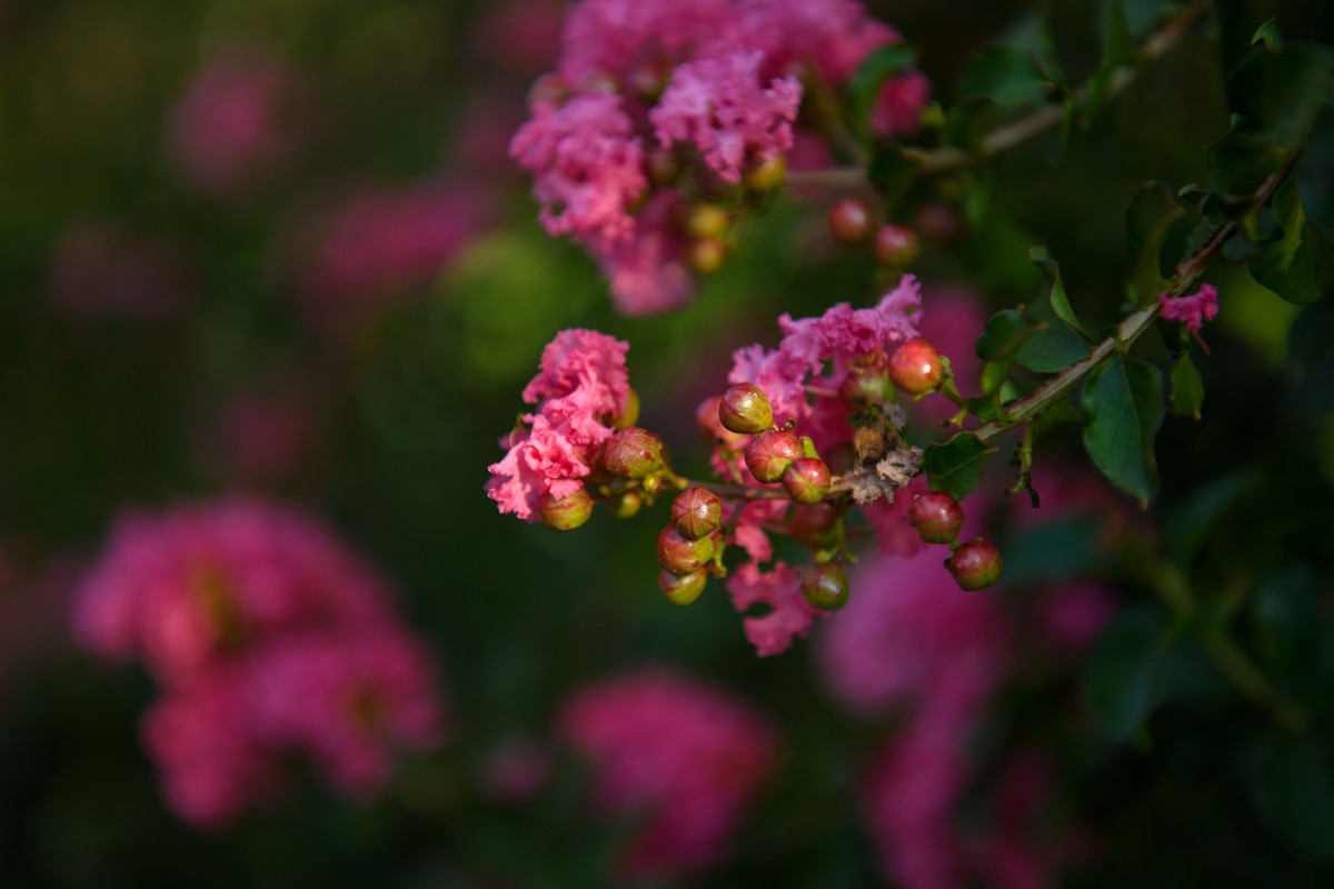 Nằm tại trung tâm Thủ đô, trong ngõ 300 Nguyễn Xiển, một phim trường đã được dựng lên dàn hoa tường vi để phục vụ khách hàng đến "sống ảo".