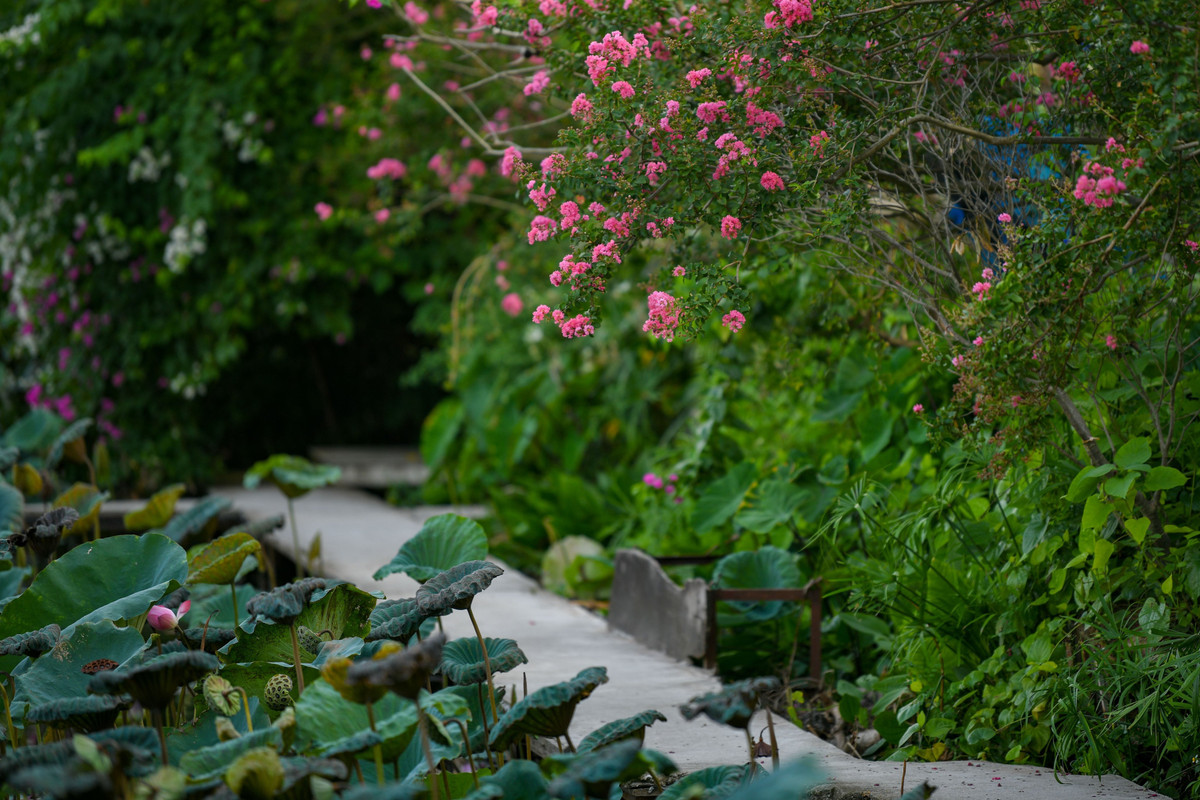 Máy ảnh, nón và xe đạp... là những "phụ kiện" tuyệt vời để điểm xuyết tăng thêm sự độc đáo khung hình khi các bạn chụp ảnh bên dàn hoa tường vi.