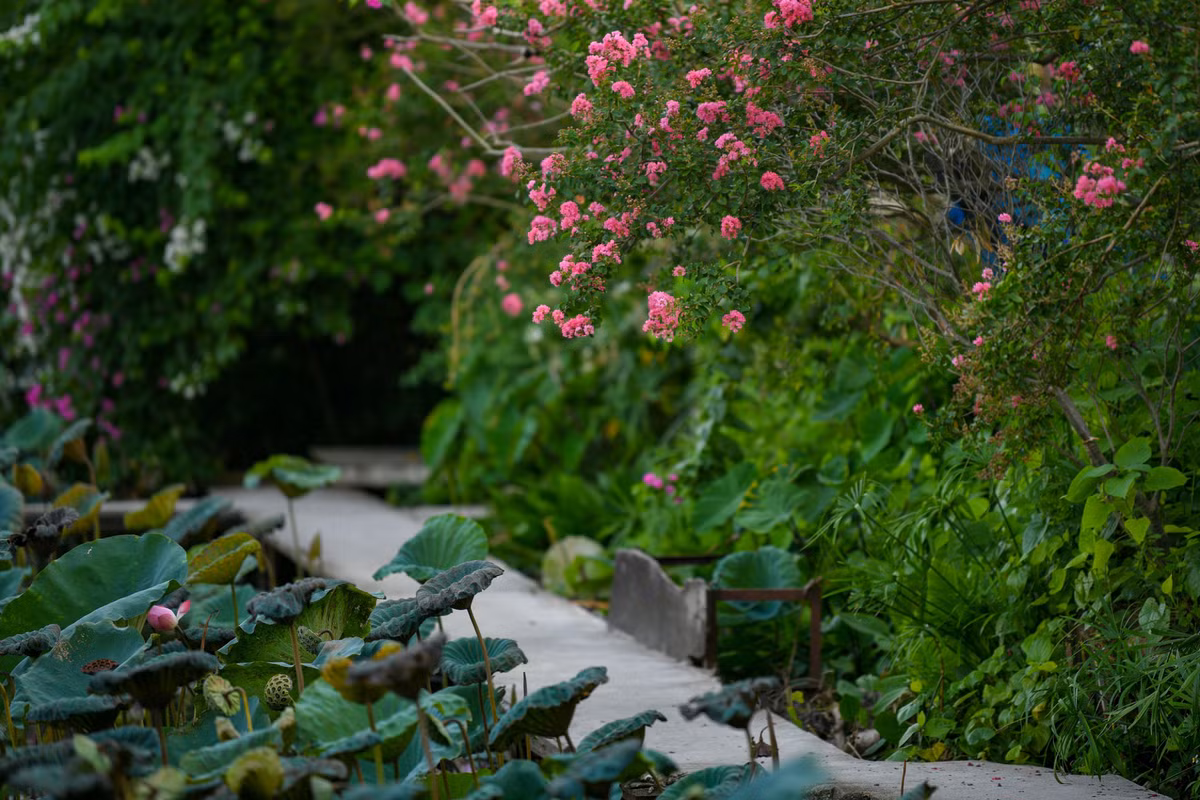 Máy ảnh, nón và xe đạp... là những "phụ kiện" tuyệt vời để điểm xuyết tăng thêm sự độc đáo khung hình khi các bạn chụp ảnh bên dàn hoa tường vi.