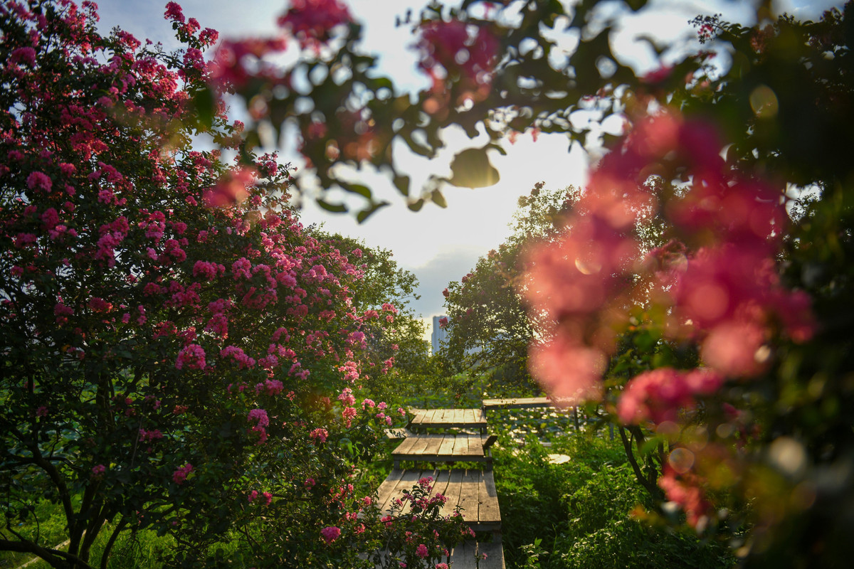 Một tip nhỏ cho các bạn trẻ muốn có những bức ảnh sống ảo đẹp với con đường hoa tường vi đó là vào thời gian sáng sớm và buổi chiều muộn. Khí đó, ánh nắng tạo ra điều kiện lý tưởng để chụp những bức hình với ánh sáng tuyệt đẹp nhất.