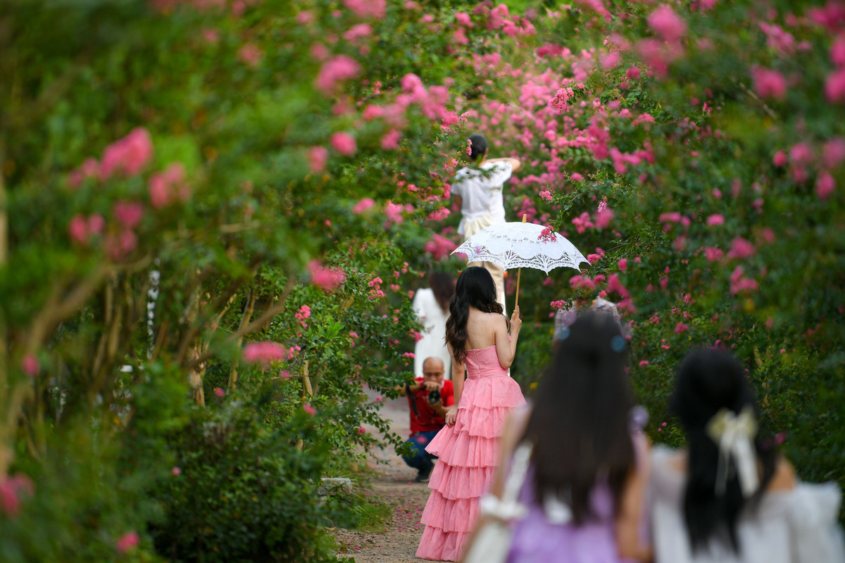 Mùa hoa sẽ kéo dài đến hết tháng 9 nhưng nhiều người đánh giá đây là thời điểm đẹp nhất trong năm nếu muốn chụp ảnh cùng hoa tường vi.