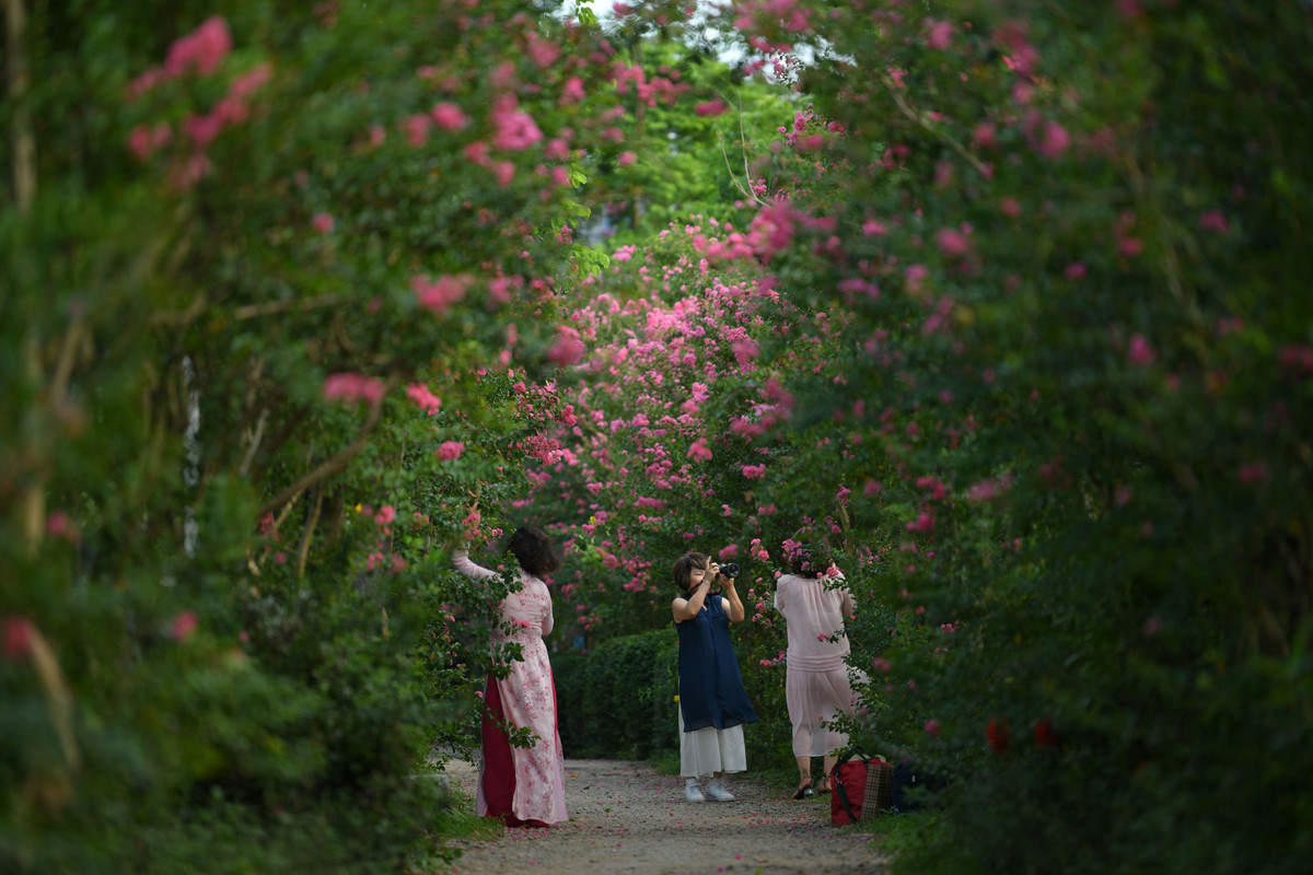 Điểm đặc trưng của hoa tường vi là những bông hoa nhỏ và màu sắc đa dạng, bao gồm màu đỏ, hồng, cam, vàng tím, trắng và các sắc thái kết hợp khác.