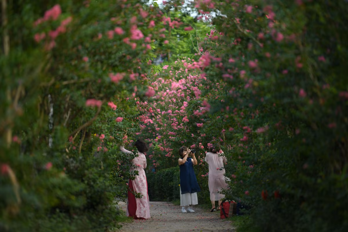 Điểm đặc trưng của hoa tường vi là những bông hoa nhỏ và màu sắc đa dạng, bao gồm màu đỏ, hồng, cam, vàng tím, trắng và các sắc thái kết hợp khác.