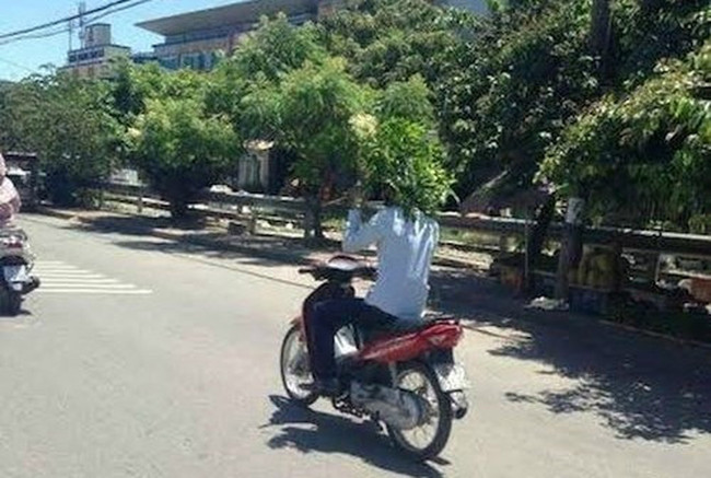 Cây di động có tác dụng chống nóng rất cao và hiệu quả.