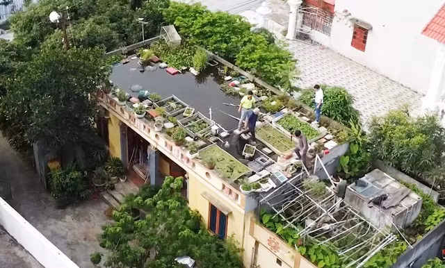 Doc la ao ca tren noc nha cua cu ong 89 tuoi Hai Duong