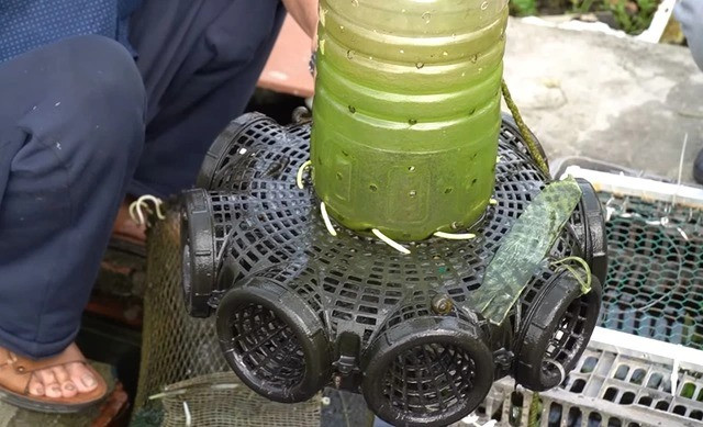 Nhờ có ao cá, ông bà có nguồn thức ăn tự cung tự cấp hàng ngày. Bạn bè đến chơi cũng chỉ cần "lên nóc nhà" bắt đôi con cá, con ốc là được bữa ngon lành.