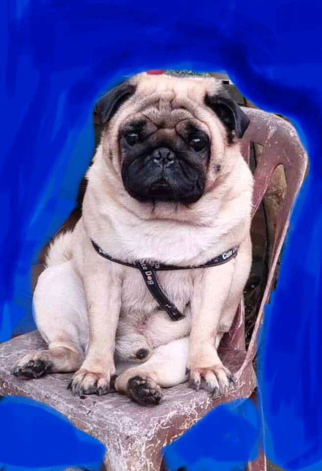 Thế nhưng hàng trăm câu chuyện lên nhờ dân mạng chỉnh sửa ảnh từ trước đến nay cũng đều chỉ có một kết cục đó chính là khổ chủ phải dở khóc dở cười với thành quả. Trong trường hợp này, cún cưng cũng nhận một cái kết tương tự.