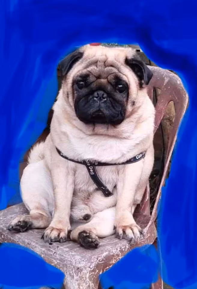 Thế nhưng hàng trăm câu chuyện lên nhờ dân mạng chỉnh sửa ảnh từ trước đến nay cũng đều chỉ có một kết cục đó chính là khổ chủ phải dở khóc dở cười với thành quả. Trong trường hợp này, cún cưng cũng nhận một cái kết tương tự.