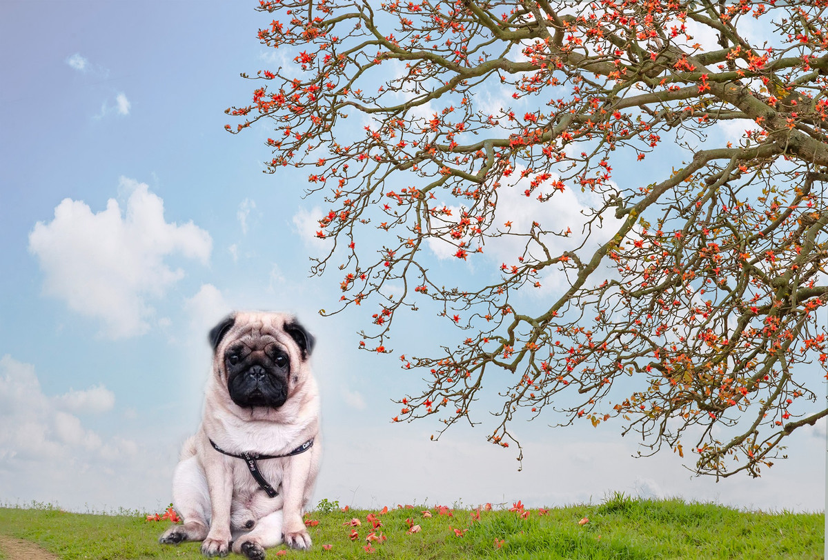 Được biết chú chó thuộc giống pug, có tên là Phở. Trước khi được dân mạng sửa ảnh, thú cưng này từng nổi tiếng khi cùng cô chủ tham gia hành trình xuyên Việt bằng ô tô. Chỉnh bởi, vậy thay vì thay phông, nhiều người dùng mạng đã vui tính ghép luôn cho đứng dưới cây hoa gạo đầu làng để nhớ về thời còn được "vi vu" khi dịch bệnh chưa ập đến.