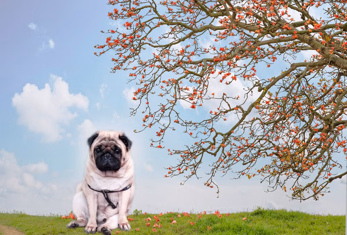 Được biết chú chó thuộc giống pug, có tên là Phở. Trước khi được dân mạng sửa ảnh, thú cưng này từng nổi tiếng khi cùng cô chủ tham gia hành trình xuyên Việt bằng ô tô. Chỉnh bởi, vậy thay vì thay phông, nhiều người dùng mạng đã vui tính ghép luôn cho đứng dưới cây hoa gạo đầu làng để nhớ về thời còn được "vi vu" khi dịch bệnh chưa ập đến.