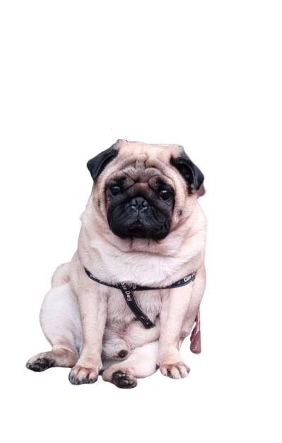 Người chỉnh sửa ảnh có tâm là đây, ghép phông trắng đúng như yêu cầu để nhỡ phải dùng đến thì đỡ phải ra tiệm.