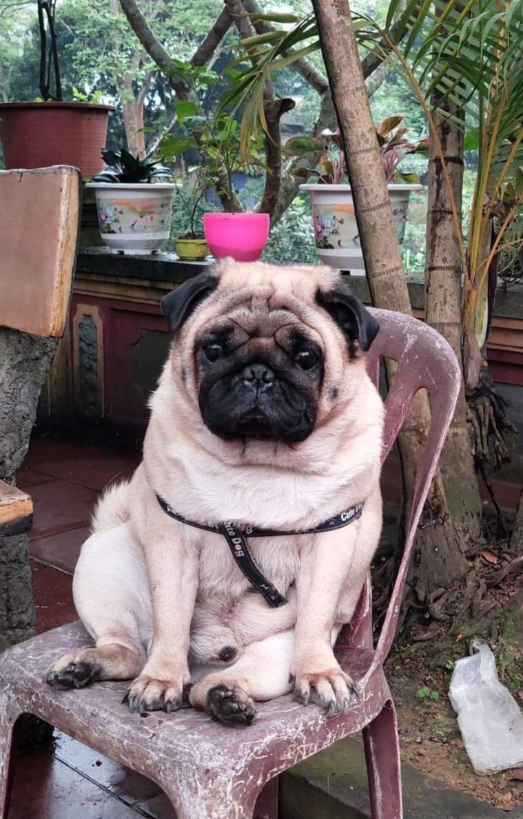 Rảnh rỗi vì cách ly toàn xã hội trong vòng 15 ngày, dân mạng thi nhau nghĩ ra trò giải trí để "giết" thời gian. Quá sốt ruột vì dịch kéo dài mãi chẳng biết đến bao giờ, mới đây một cô gái đã chụp ảnh chó cưng ngồi ngay ngắn trên ghế rồi chụp một kiểu ảnh chân dung với lý do nhỡ đâu có dịp cần dùng đến. Do không có phông xanh như ngoài hàng nên cô gái đành lên mạng xã hội nhờ dân mạng sửa ảnh giúp.