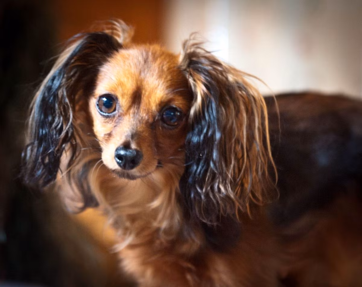 Giống chó Russian Toy Terrier, cũng giống như Chihuahua, có trọng lượng trung bình của khoảng 1,8kg. Chúng là giống chó trung thành, đáng yêu với khuôn mặt nhỏ, mắt to và tai hình tam giác.