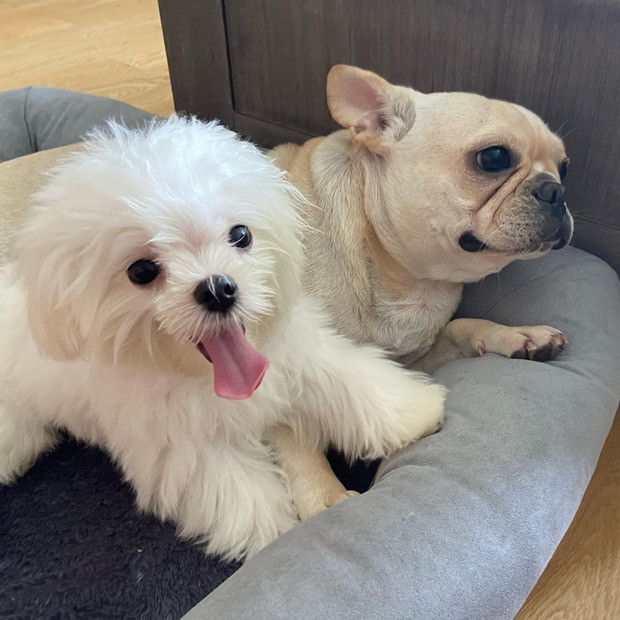 Bên cạnh đó, bức hình chụp hai chú chó của Linh Rin và Phillip Nguyễn cũng được chính thiếu gia nhà Johnathan Hạnh Nguyễn đăng tải. Được biết, cún cưng mới của hot girl 9X có tên là Rosy Rinnie, thuộc giống maltese và có giá lên tới 65 triệu đồng.