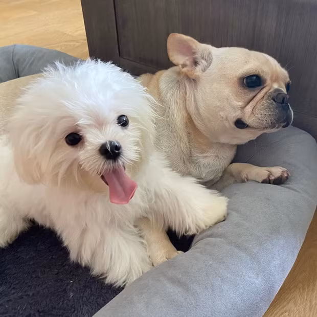 Bên cạnh đó, bức hình chụp hai chú chó của Linh Rin và Phillip Nguyễn cũng được chính thiếu gia nhà Johnathan Hạnh Nguyễn đăng tải. Được biết, cún cưng mới của hot girl 9X có tên là Rosy Rinnie, thuộc giống maltese và có giá lên tới 65 triệu đồng.