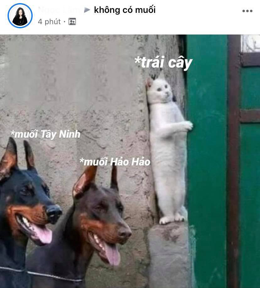 Việc muối chấm Hảo Hảo ra mắt chính thức là nỗi lo sợ của trái cây lúc này.