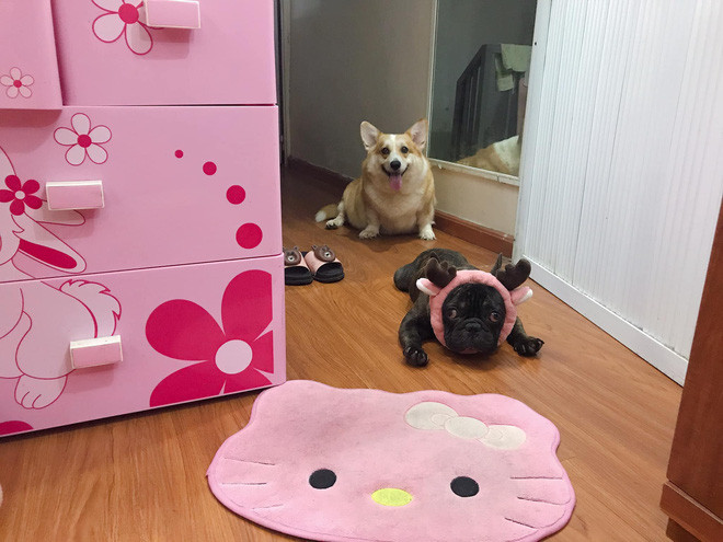 Màu hồng xuất hiện khắp nơi trong nhà chị Huyền, từ tủ, giường, thảm, quần áo,...đến vật dụng cho thú cưng cũng đồng màu nốt. Chị cho biết từ nhỏ chị đã cực kỳ yêu thích màu sắc này, bố mẹ biết vậy nên cũng yêu chiều con gái, làm riêng một căn phòng màu hồng cho con.