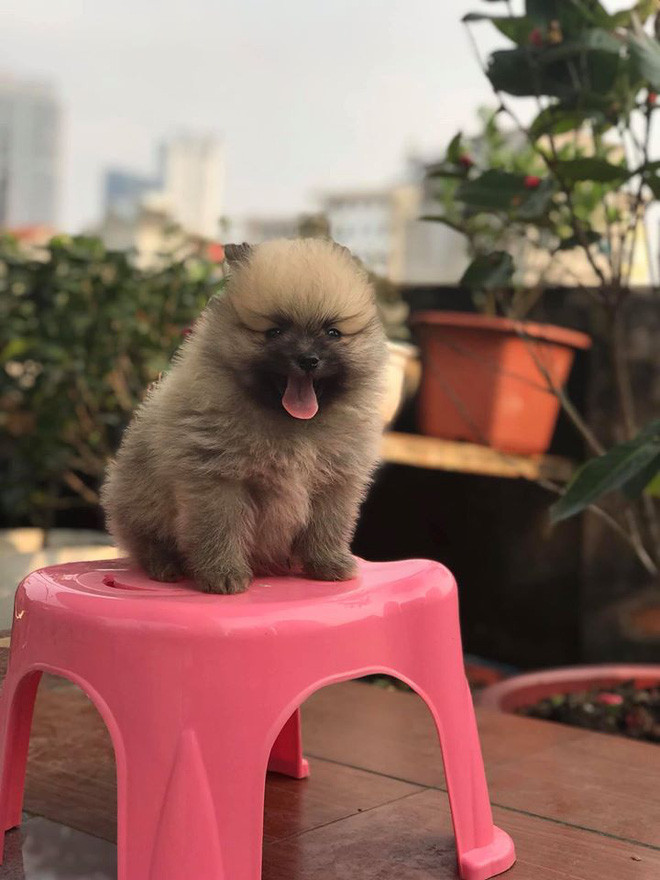 Chị Huyền cho hay lúc đầu mọi người xung quanh cũng cảm thấy kỳ lạ nhưng sau dần thì bạn bè, người thân cứ thấy đồ gì màu hồng lại nhớ đến chị. "Bản thân mình cứ nhìn thấy màu hồng là cảm thấy dễ chịu. Dù đang mệt mỏi hay cáu giận, chỉ cần bước vào thế giới màu hồng của mình là cảm thấy thoải mái liền" - Tín đồ màu hồng chia sẻ.