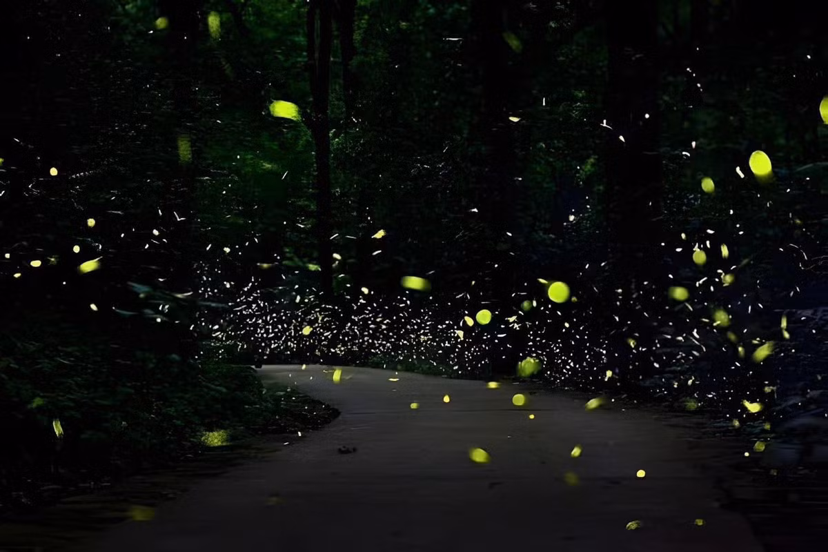 Từng điểm sáng bay lượn, nhấp nháy như điệu nhảy của rừng xanh với sự du dương của ánh sáng.