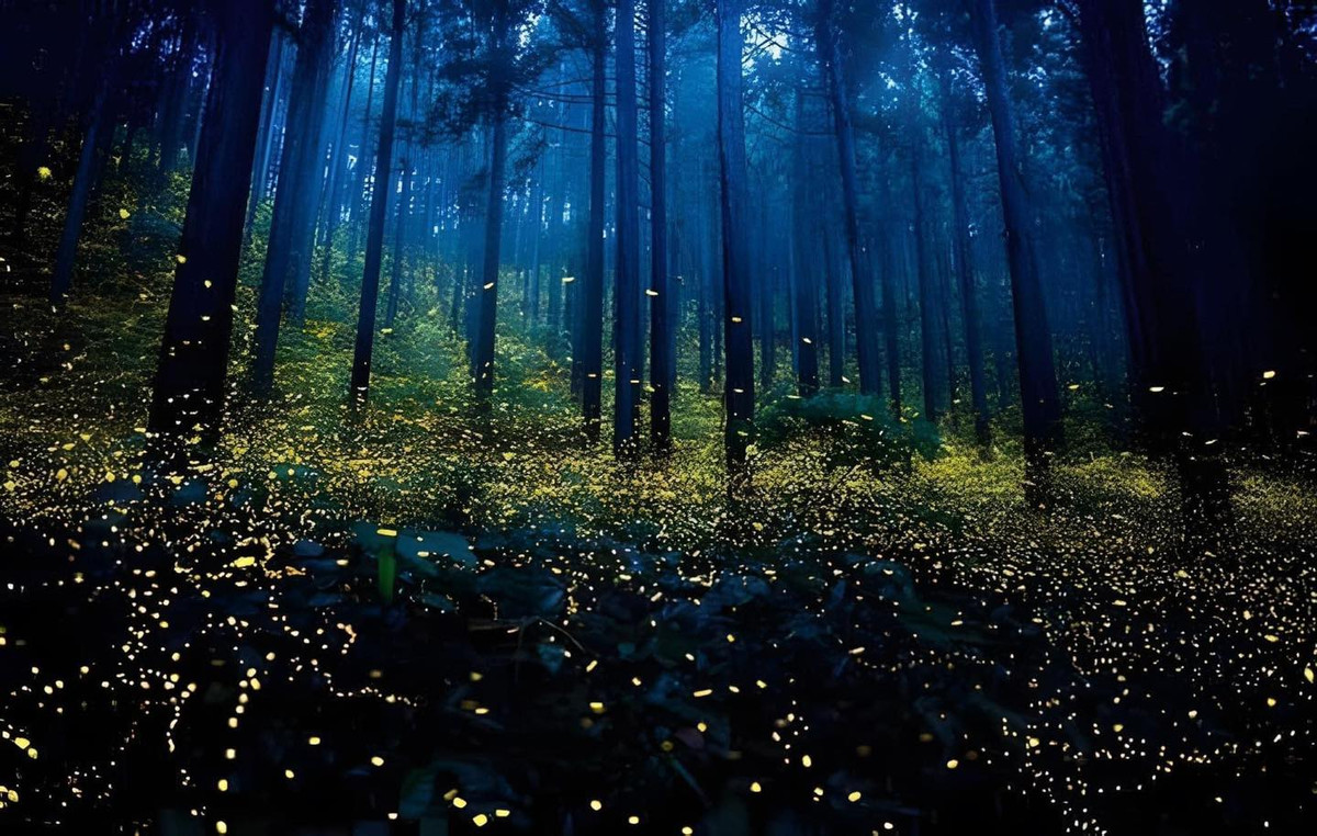 Theo kinh nghiệm của những người đã trải nghiệm thì góc rừng xóm Bống, cách cổng Vườn Quốc gia Cúc Phương khoảng 20km sẽ là điểm để ngắm và chụp ảnh đom đóm lý tưởng nhất.