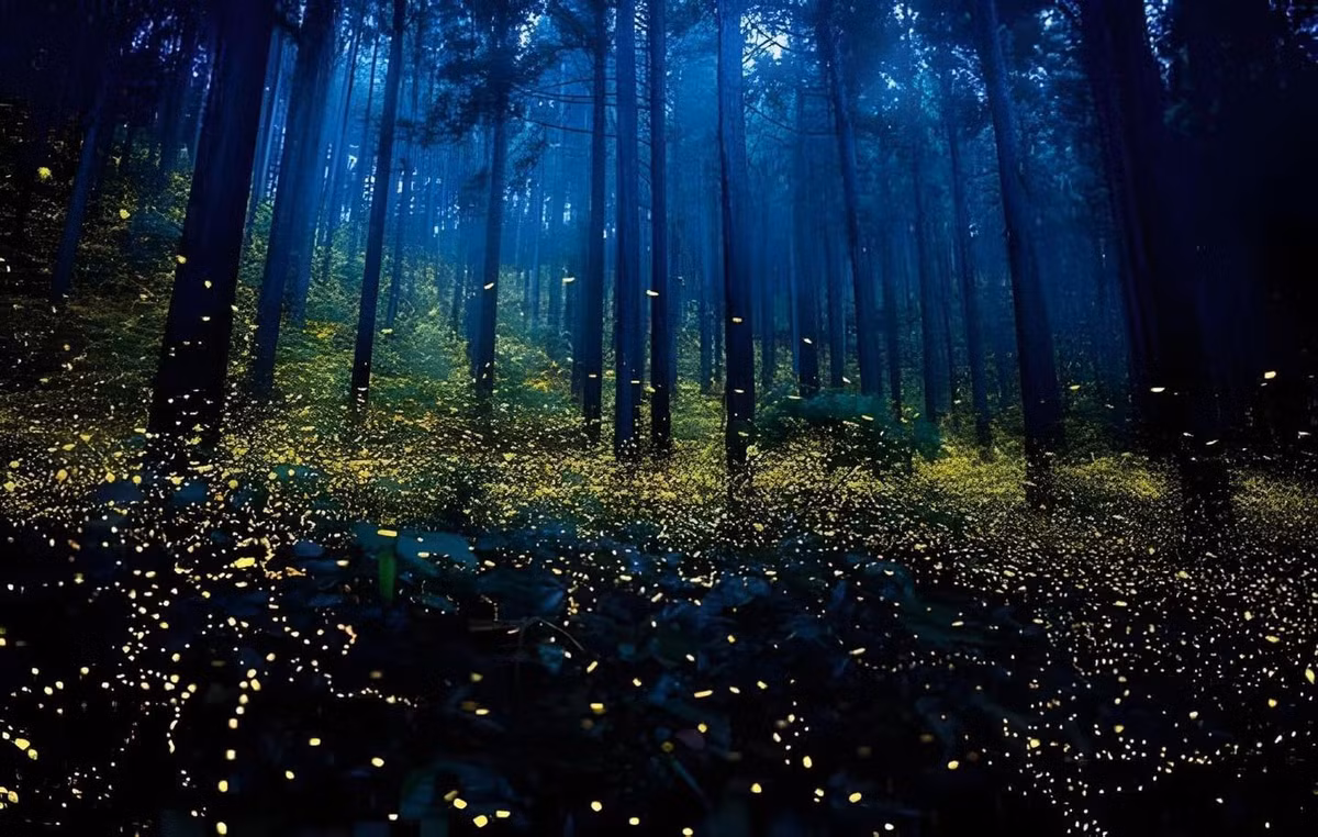 Theo kinh nghiệm của những người đã trải nghiệm thì góc rừng xóm Bống, cách cổng Vườn Quốc gia Cúc Phương khoảng 20km sẽ là điểm để ngắm và chụp ảnh đom đóm lý tưởng nhất.