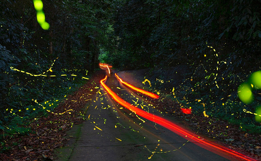 Khi đến nơi trú ngụ của đom đóm, để có thể ngắm nhìn đom đóm cần tuân thủ 1 số nguyên tắc như không được mở nhạc hay nói chuyện quá ồn ào, lớn tiếng; không dùng các loại kem bôi chống côn trùng; không bật đèn; không sử dụng điện thoại di động.