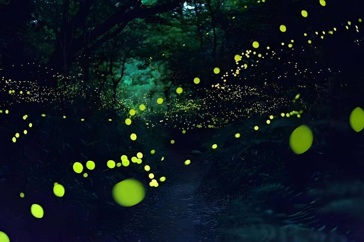 Nhiều người còn ví von rằng, cảnh sắc như con đường dẫn tới khu ngự trị của những nàng tiên xanh bảo vệ khu rừng già.