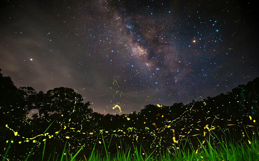 Trong lúc chụp ảnh mùa đom đóm của rừng Cúc Phương, bạn còn có thể chụp được dải ngân hà tuyệt đẹp vào ngày trời trong và không có trăng.