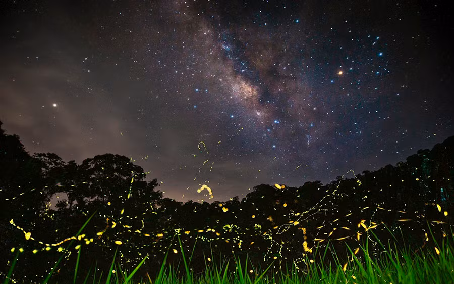 Trong lúc chụp ảnh mùa đom đóm của rừng Cúc Phương, bạn còn có thể chụp được dải ngân hà tuyệt đẹp vào ngày trời trong và không có trăng.