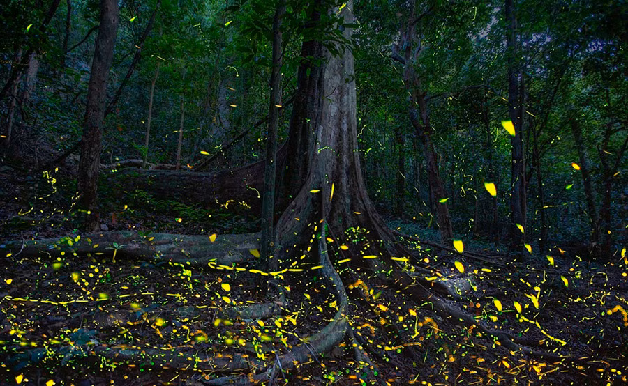 Từng đàn đom đóm vờn quanh gốc cây cổ thụ.