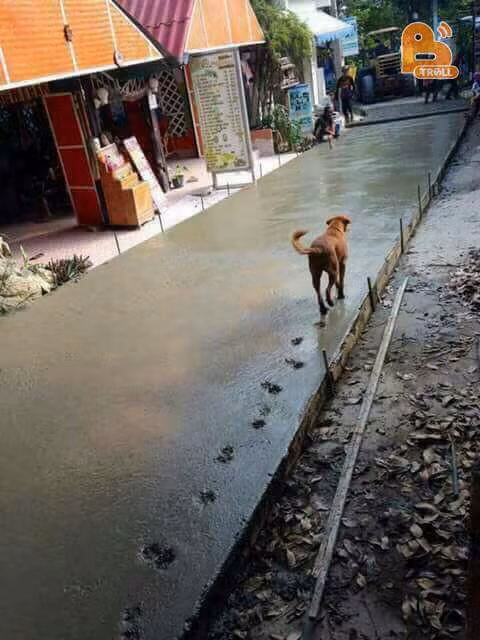 Con vật, đặc biệt là chó là nguyên nhân chủ yếu khiến những công trình bê tông không thể giữ được nguyên dang. Nguyên hàng chân thẳng tắp thế này nhìn vừa bực vừa buồn cười.