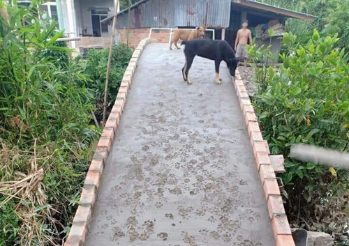 Chủ vừa xây xong cái cầu thủ 2 chú chó đã hồn nhiên chạy lên khiên mặt cầu đầy vết chân. Thôi cũng tạm, coi như tăng ma sát vậy.