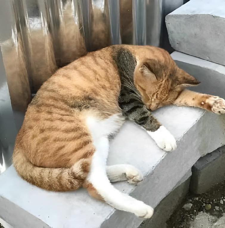 Chiếc chân của chú mèo này như đang bị bó bột vậy.