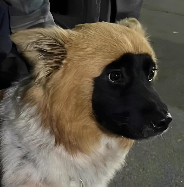 Ngoại hình thật khác biệt với phần lông ở mặt màu đen giống như chú chó này mới ăn vụng và bị nhem nhọ nồi vậy.